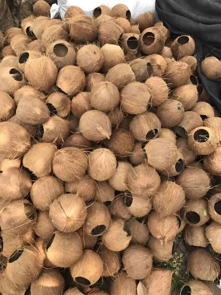 Coconut Shell